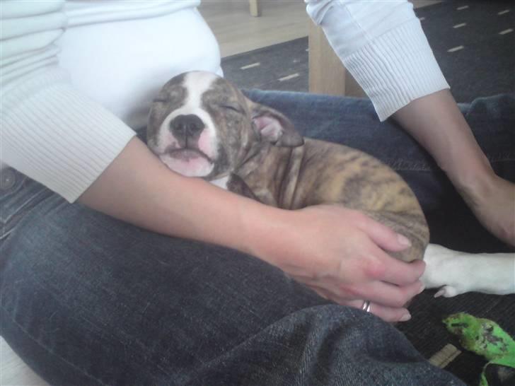 Amerikansk staffordshire terrier loui billede 4