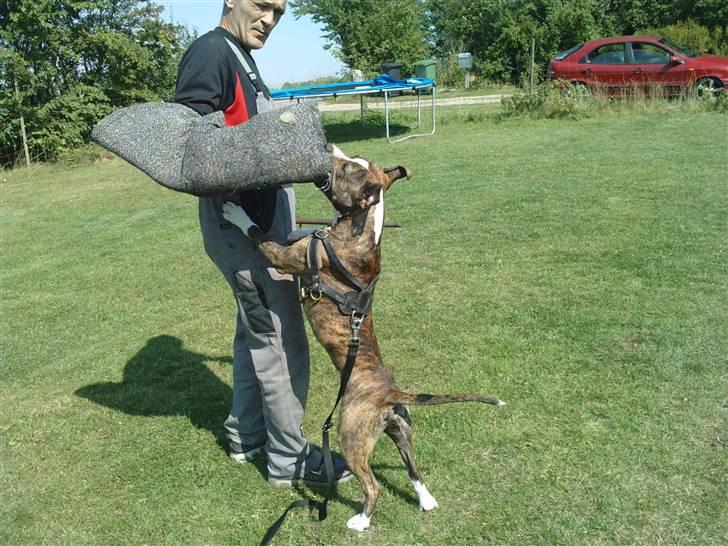 Amerikansk staffordshire terrier loui billede 5