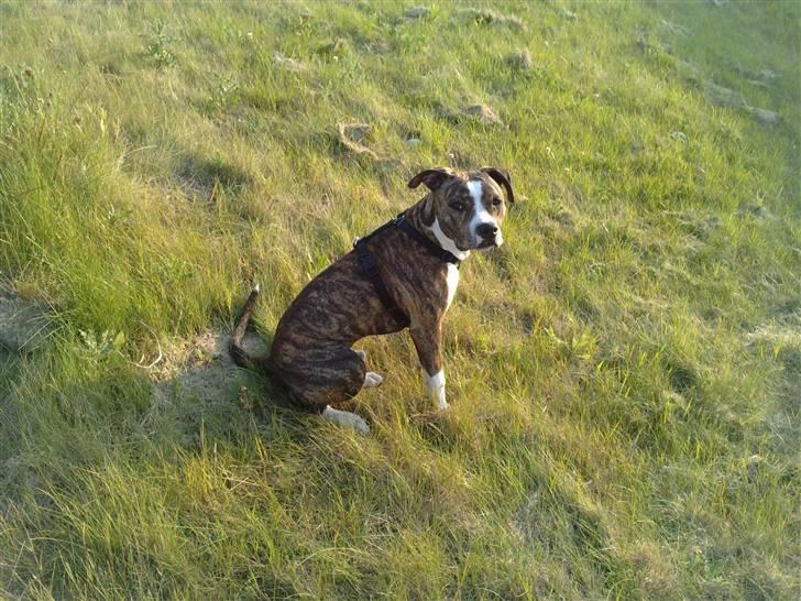 Amerikansk staffordshire terrier loui billede 6