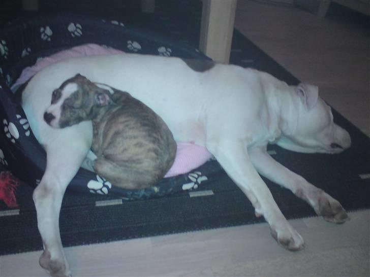 Amerikansk staffordshire terrier loui billede 7