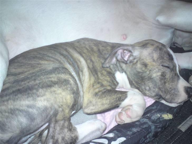 Amerikansk staffordshire terrier loui billede 8