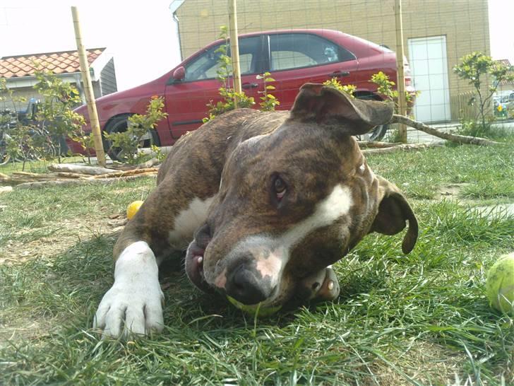 Amerikansk staffordshire terrier loui billede 9