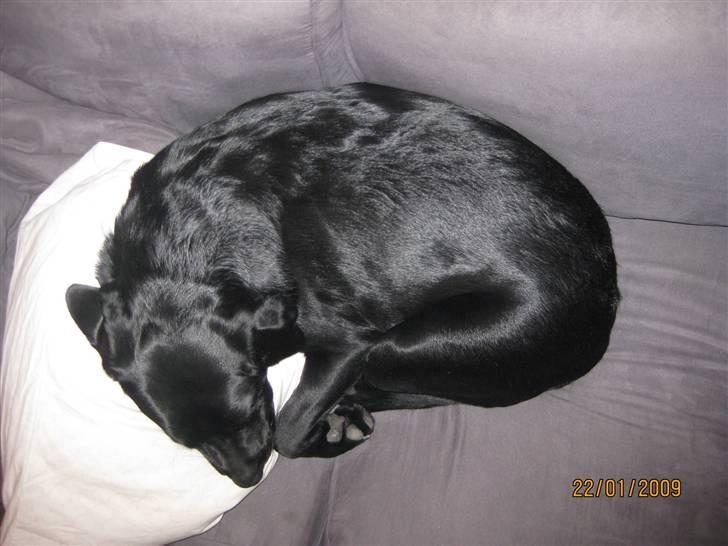 Labrador retriever (gl. dansk) Arthur  - efter en lang dag.. tid til en morfar billede 17