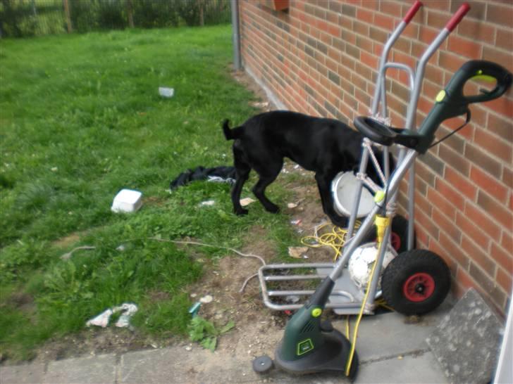 Labrador retriever (gl. dansk) Arthur  - tid til sjov og ballade billede 18