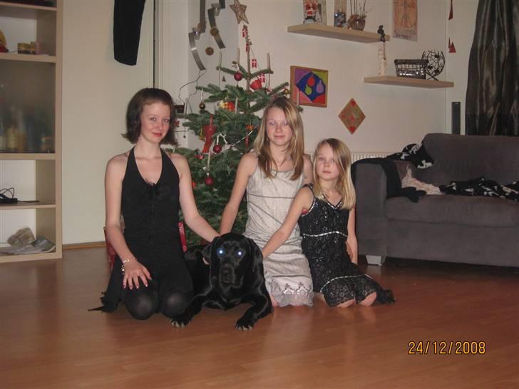 Labrador retriever (gl. dansk) Arthur  - Min første jul billede 19