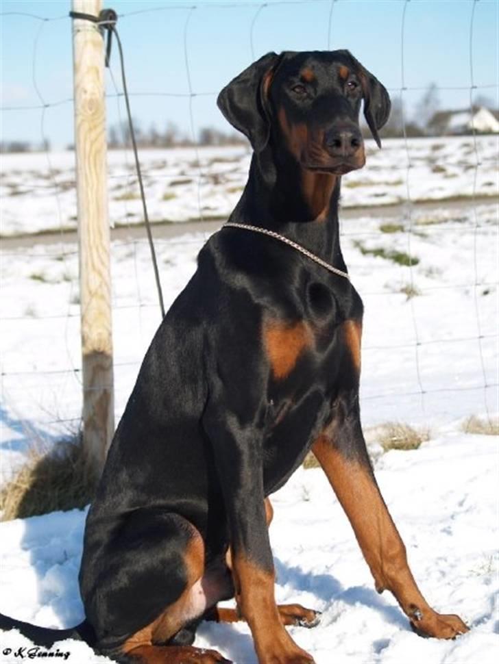 Dobermann Bandit *R.I.P* billede 5