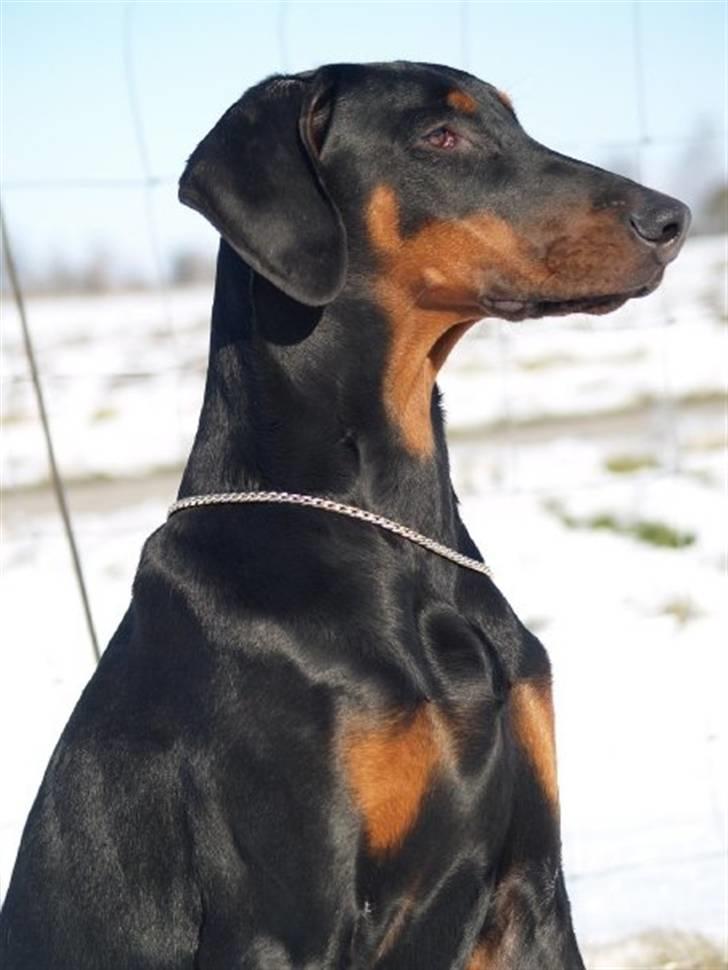 Dobermann Bandit *R.I.P* billede 6