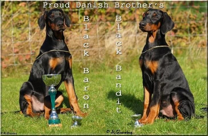 Dobermann Bandit *R.I.P* - Mig og min bror Baron billede 7