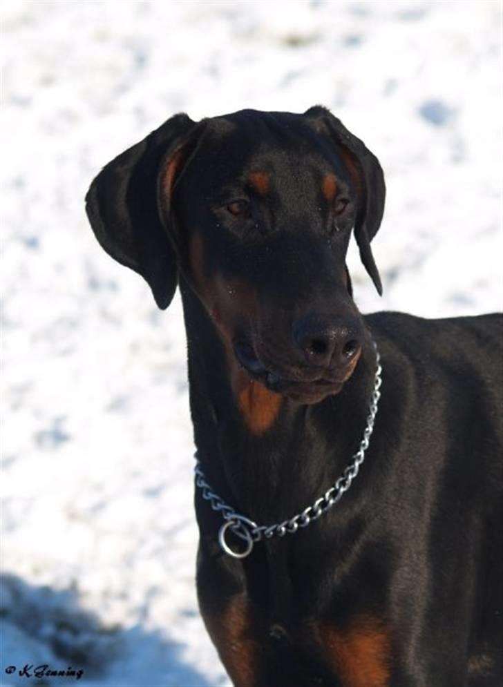 Dobermann Bandit *R.I.P* billede 8