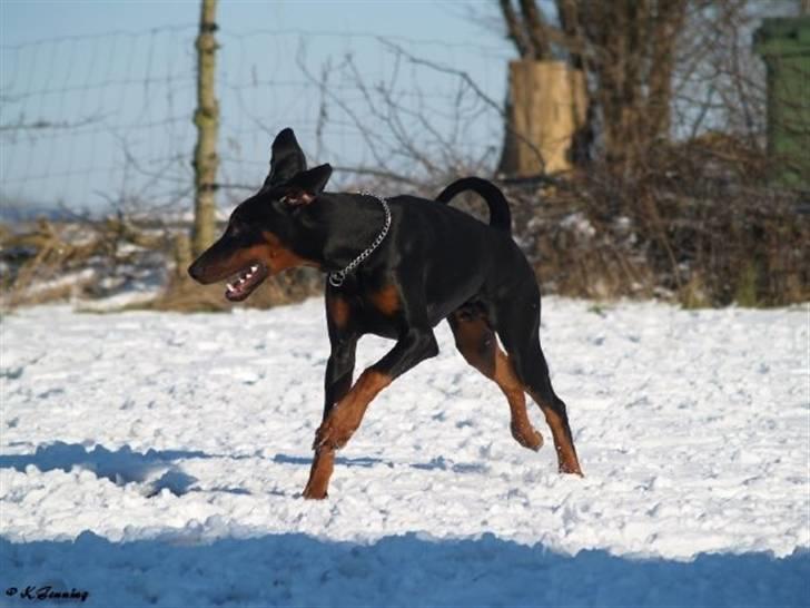 Dobermann Bandit *R.I.P* billede 9
