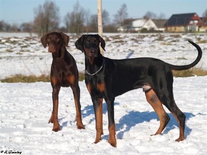 Dobermann Bandit *R.I.P* - Min bror Bailey og jeg billede 10