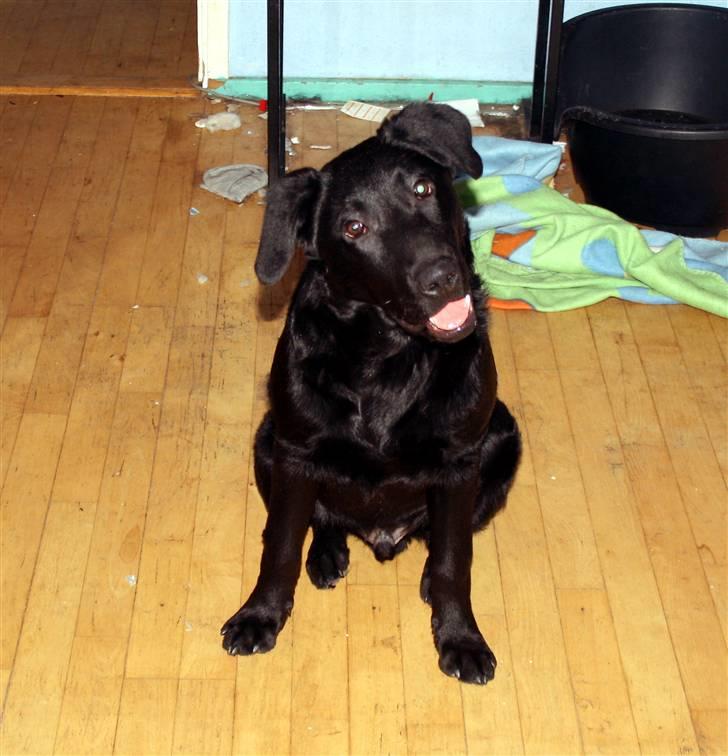 Blanding af racer Nani - Er jeg ikke sød (6 måneder) billede 13