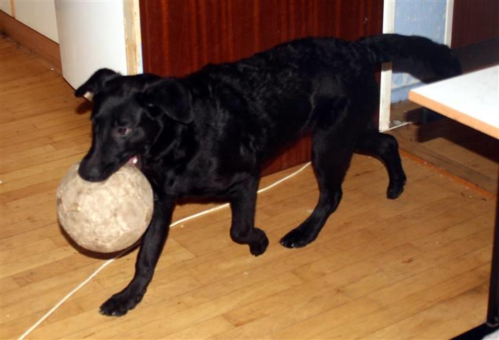 Blanding af racer Nani - Bolden er blevet lidt større med alderen :-) billede 15