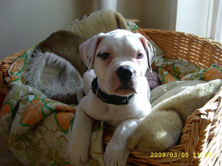 Amerikansk bulldog Kong Carnes Hassan aka  billede 1