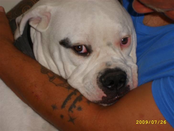 Amerikansk bulldog Kong Carnes Hassan aka  billede 2