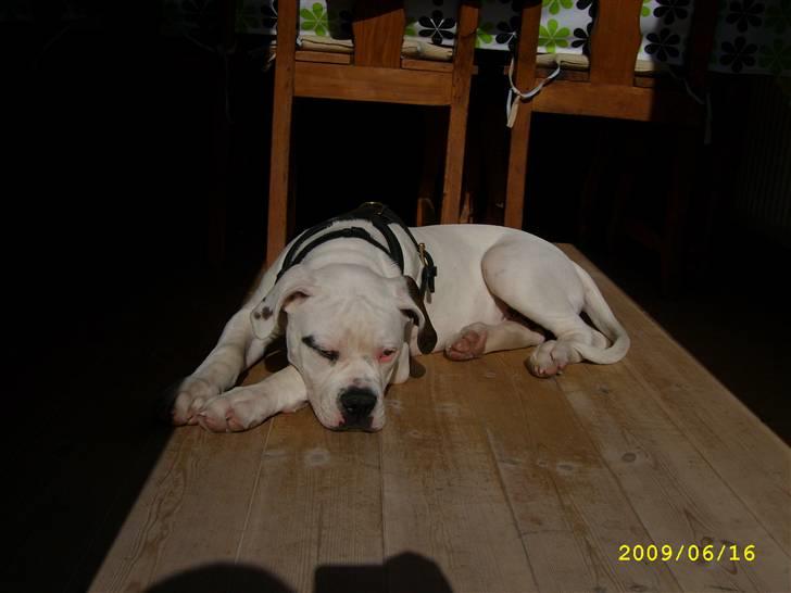 Amerikansk bulldog Kong Carnes Hassan aka  billede 3