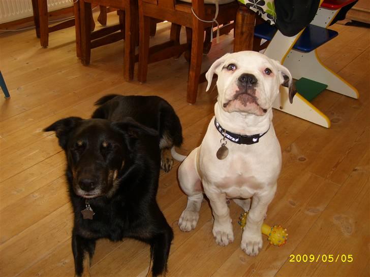 Amerikansk bulldog Kong Carnes Hassan aka  - Far`s dreng billede 4