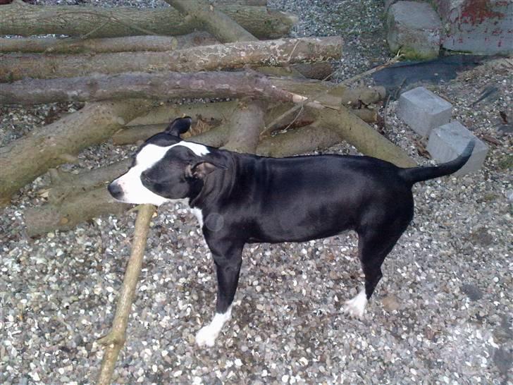 Amerikansk staffordshire terrier Nala billede 9