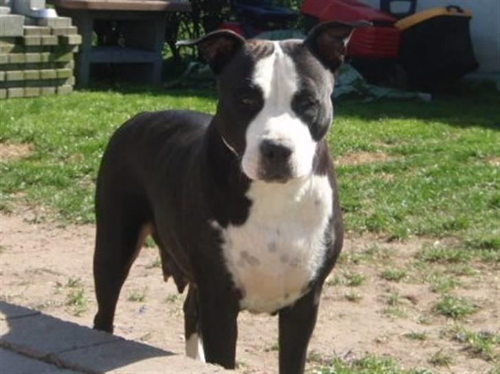 Amerikansk staffordshire terrier Nala billede 10