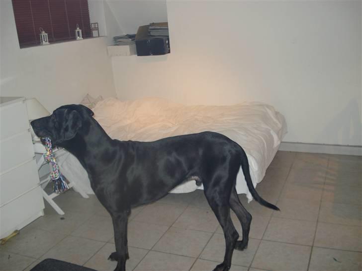 Grand danois Enzo R.I.P min skat billede 1