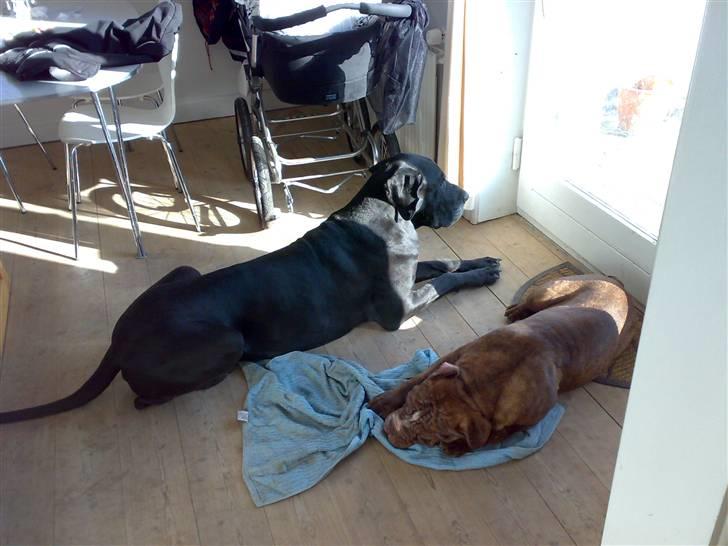 Grand danois Enzo R.I.P min skat billede 2