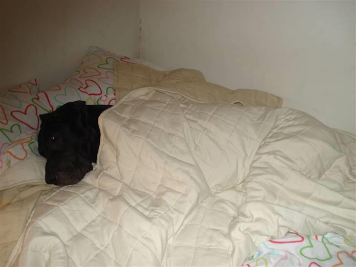 Grand danois Enzo R.I.P min skat billede 3