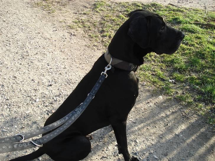 Grand danois Enzo R.I.P min skat billede 4