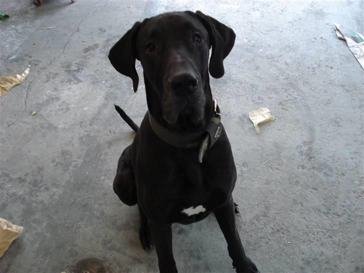 Grand danois Enzo R.I.P min skat billede 6