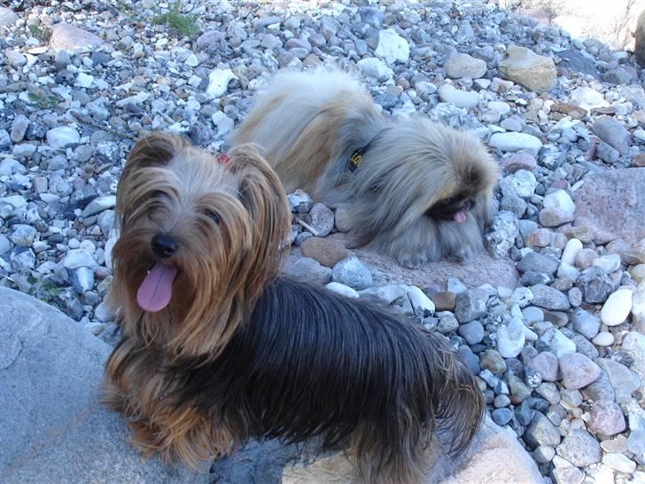 Yorkshire terrier "Nova" - Her er jeg en tur på stranden, sommeren 2008. Jeg har taget " Mo-Li" med. billede 6