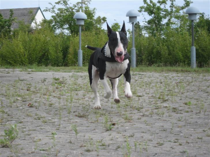 Bullterrier Zita (banditta) - hvem kaldte? billede 20