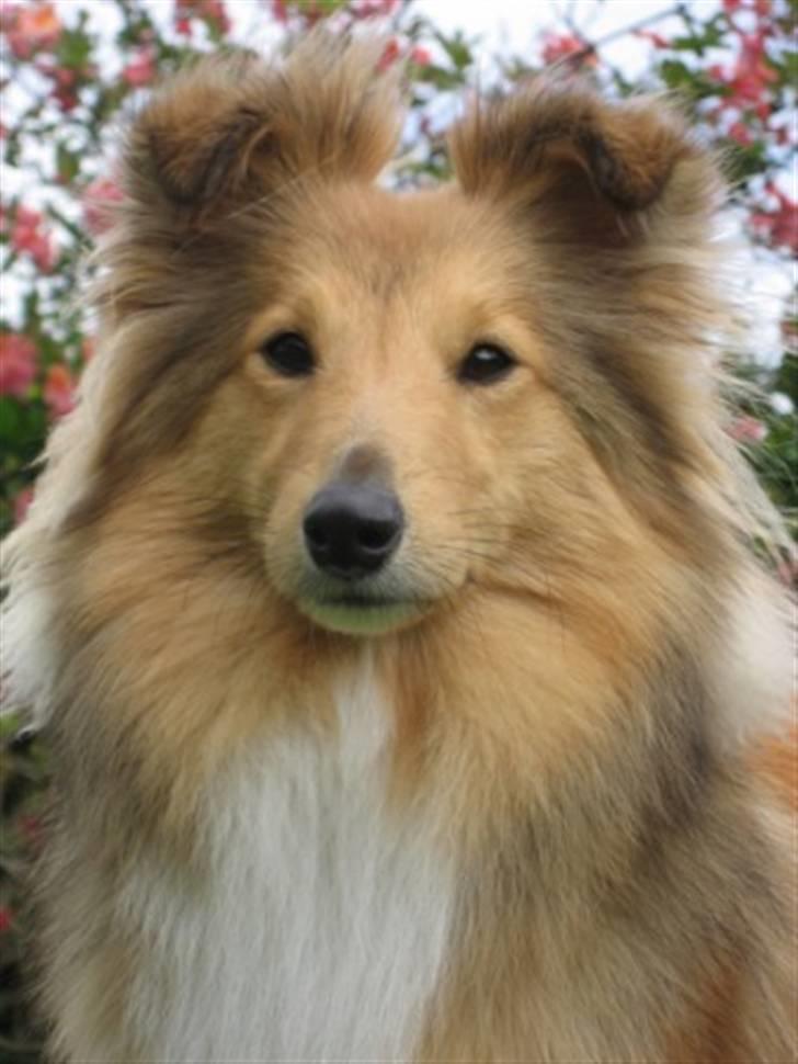 Shetland sheepdog Linda - Nyt! D. 27 august 2010 billede 16