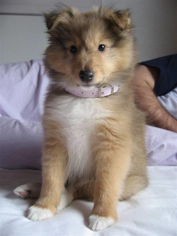 Shetland sheepdog Linda billede 17