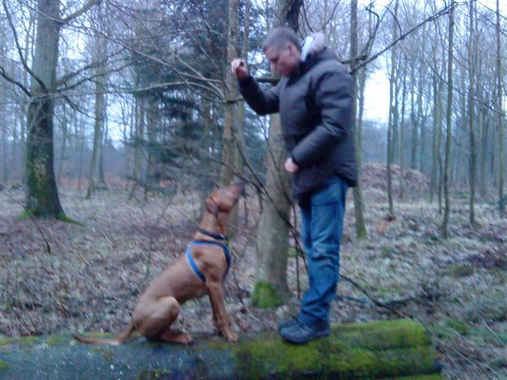 Rhodesian ridgeback Nyah billede 12