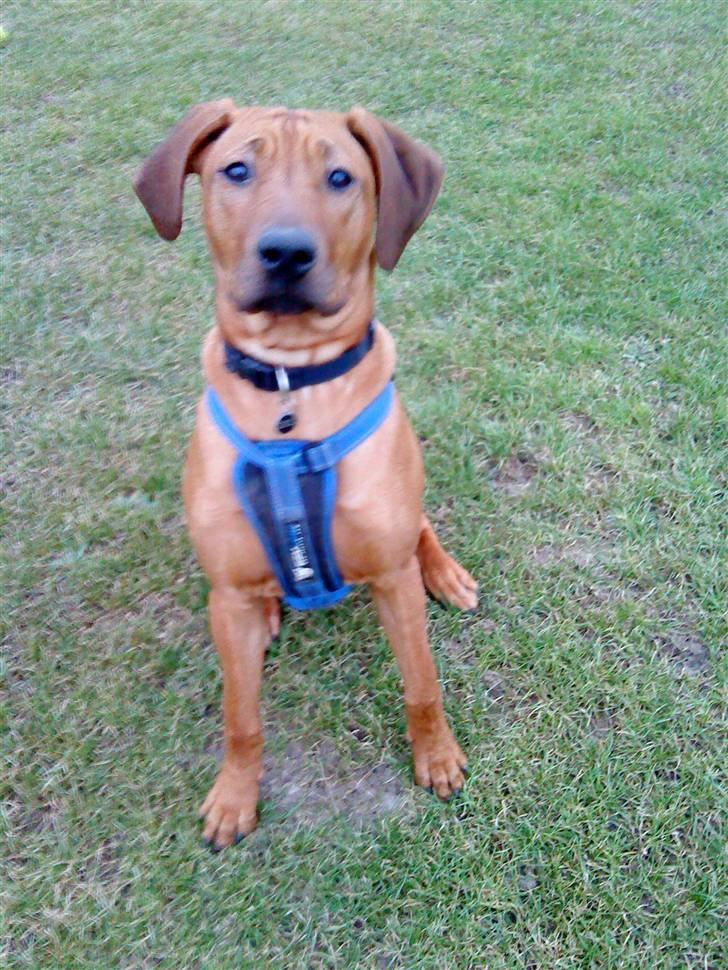 Rhodesian ridgeback Nyah billede 13