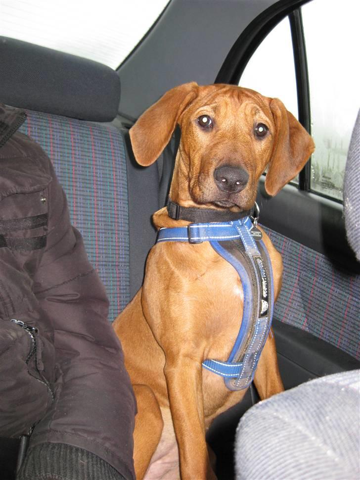 Rhodesian ridgeback Nyah billede 14