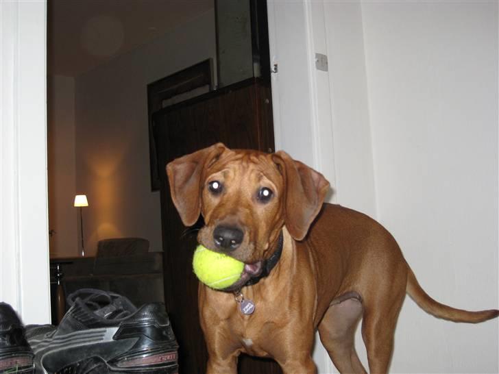 Rhodesian ridgeback Nyah billede 15