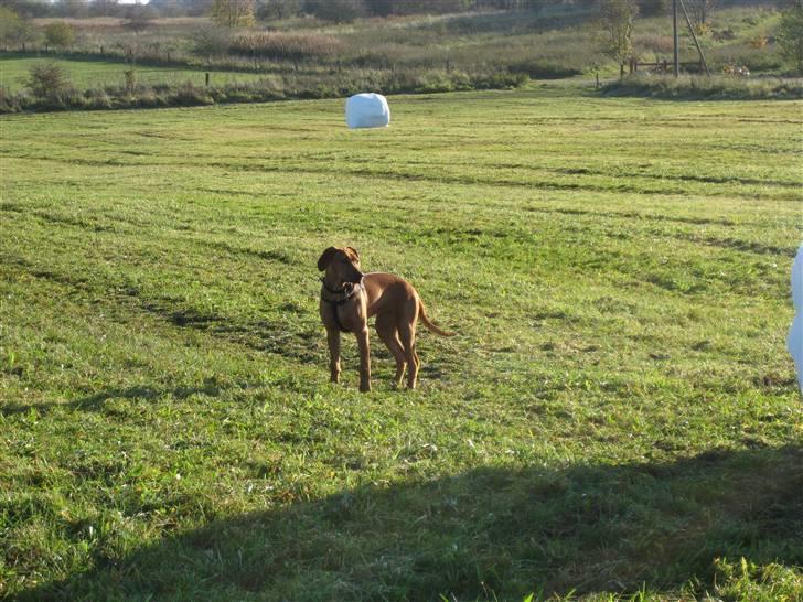 Rhodesian ridgeback Nyah billede 16