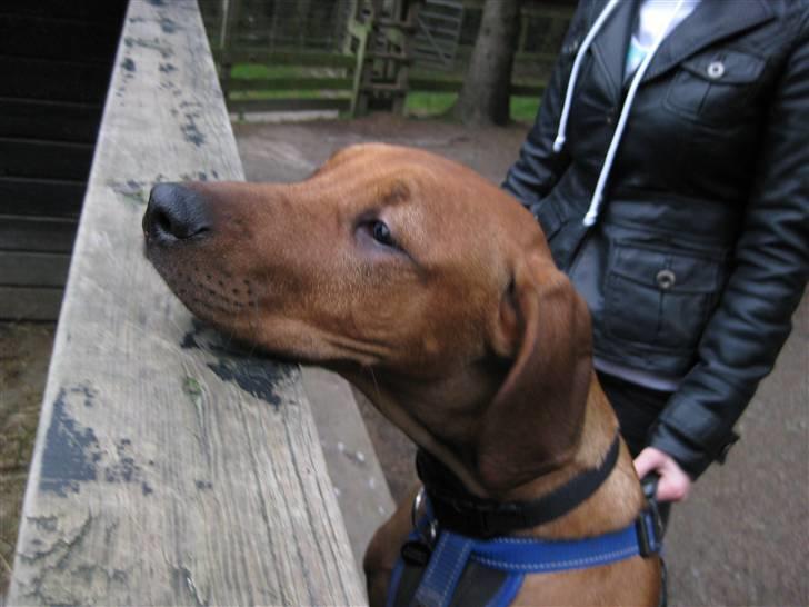 Rhodesian ridgeback Nyah billede 17