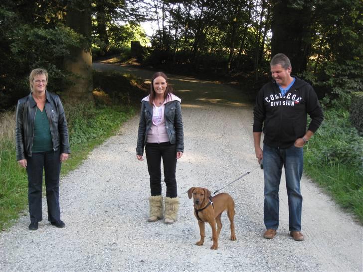 Rhodesian ridgeback Nyah billede 18