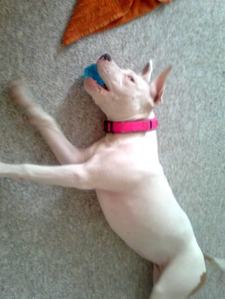 Amerikansk staffordshire terrier *bor hos min eks nu*Chica - Nu med nyt lækkert tøsehalsbånd :) billede 8