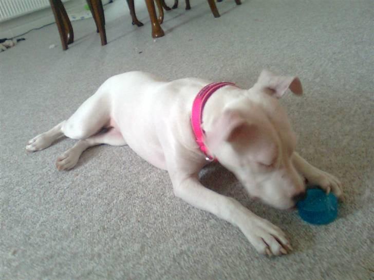 Amerikansk staffordshire terrier *bor hos min eks nu*Chica billede 9