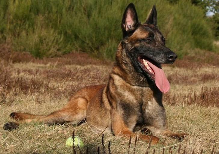 Malinois Arick du Domaine St. Loup billede 1