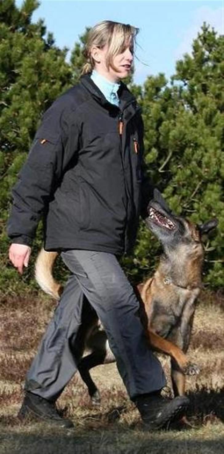 Malinois Arick du Domaine St. Loup billede 2
