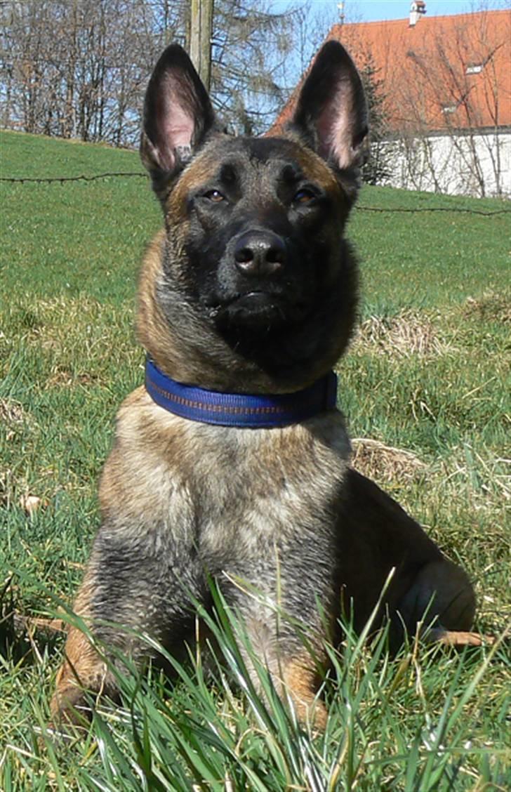 Malinois Arick du Domaine St. Loup billede 3