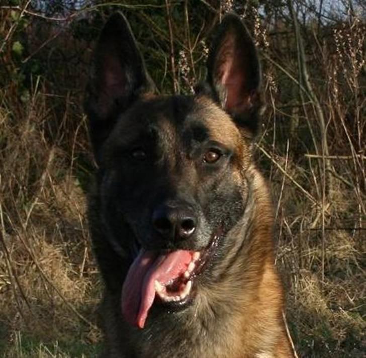 Malinois Arick du Domaine St. Loup billede 4