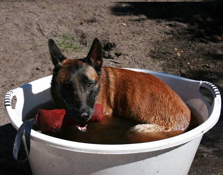 Malinois Arick du Domaine St. Loup billede 5