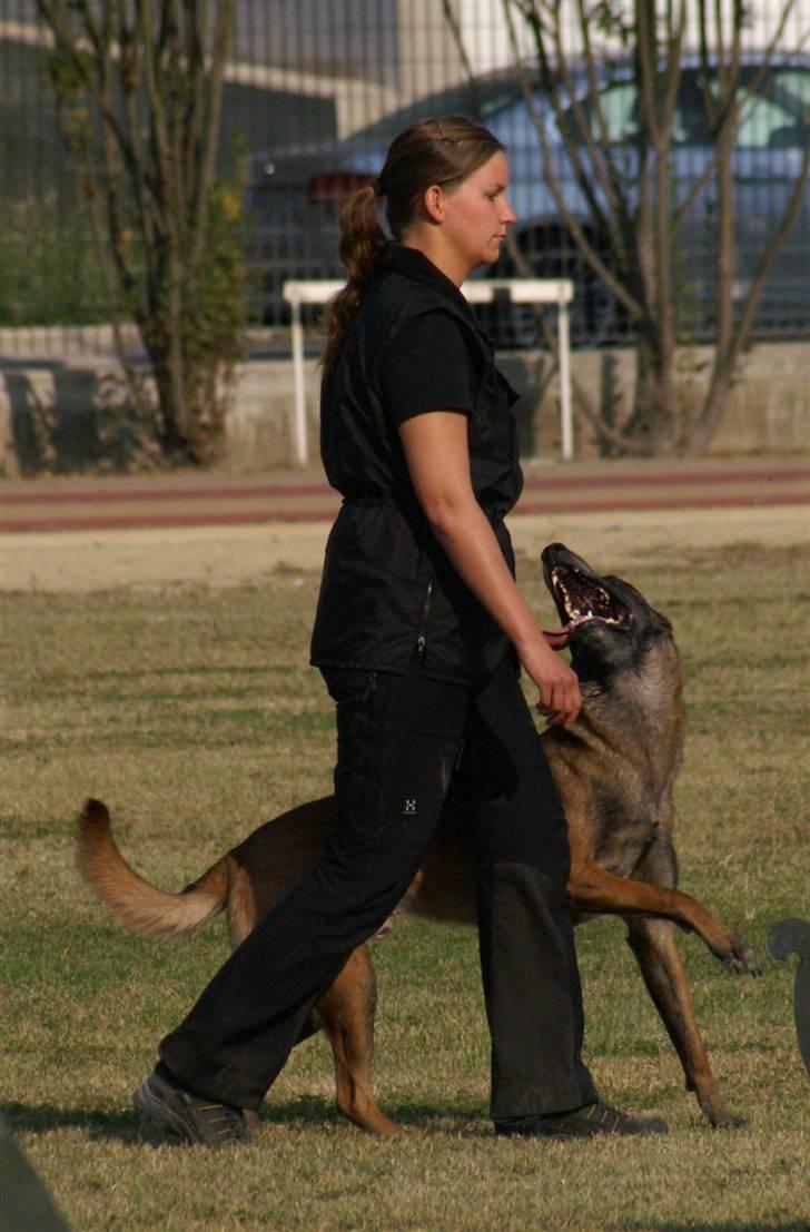 Malinois Arick du Domaine St. Loup billede 6