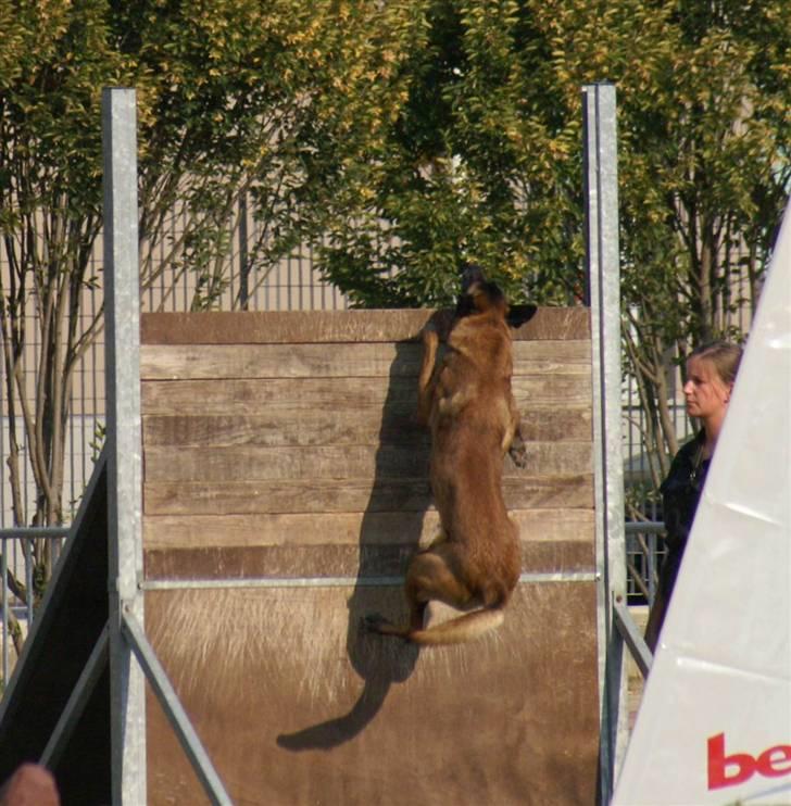 Malinois Arick du Domaine St. Loup billede 7