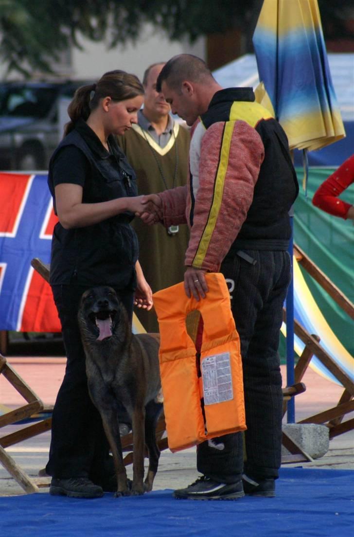 Malinois Arick du Domaine St. Loup billede 8