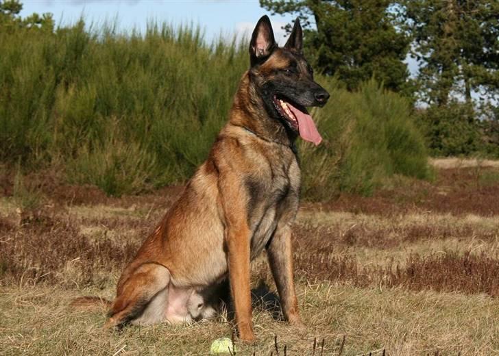 Malinois Arick du Domaine St. Loup billede 9